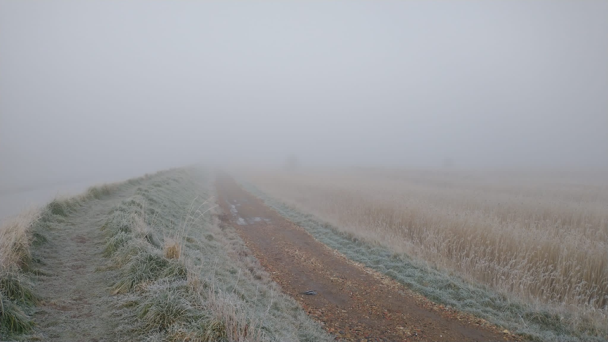 Frosty hen reedbeds, Dan Doughty Suffolk Wildlife Trust